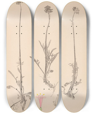 Triptych art skateboard deck of Louis Antoine Cusin Herbier De La Flore Franaise Pl0683 by Louis Antoine Cusin (1824-1901)