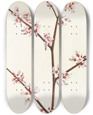 Triptych art skateboard deck of Mary Vaux Walcott Redbud Cercis Canadensis by Mary Vaux Walcott (1860-1940)