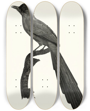 Triptych art skateboard deck of Jacques Barraband Le Momot Domb by Jacques Barraband (1767-1809)