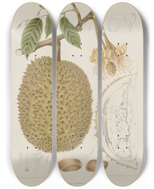 Triptych art skateboard deck of Berthe Hoola Van Nooten Fleurs Fruits Et Feuillages Choisis De Lille De Java Pl28 by Berthe Hoola Van Nooten (1817-1892)