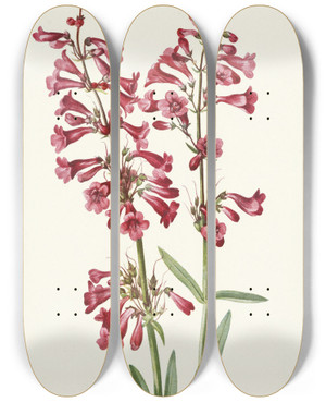 Triptych art skateboard deck of Mary Vaux Walcott Wright Pentstemon Pentstemon Wrightii by Mary Vaux Walcott (1860-1940)