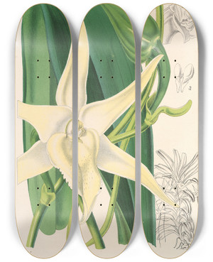 Triptych art skateboard deck of Charles Antoine Lemaire Angrcum Sesquipedale by Charles Antoine Lemaire (1800-1871)