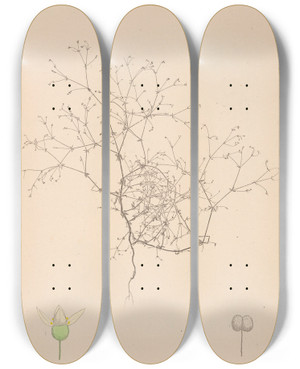 Triptych art skateboard deck of Louis Antoine Cusin Herbier De La Flore Franaise Pl0649 by Louis Antoine Cusin (1824-1901)
