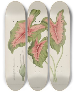 Triptych art skateboard deck of Berthe Hoola Van Nooten Fleurs Fruits Et Feuillages Choisis De Lille De Java Pl09 by Berthe Hoola Van Nooten (1817-1892)