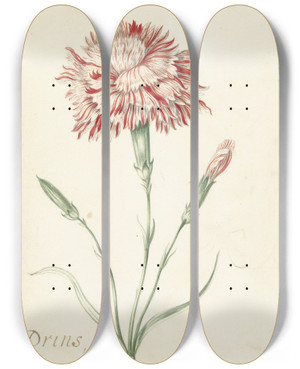 Triptych art skateboard deck of Jacob Marrel Carnation by Jacob Marrel (1613-1681)