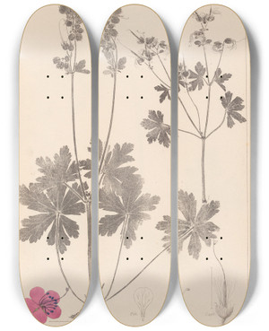 Triptych art skateboard deck of Louis Antoine Cusin Herbier De La Flore Franaise Pl0077 by Louis Antoine Cusin (1824-1901)