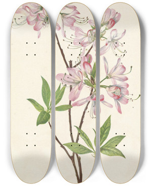 Triptych art skateboard deck of Mary Vaux Walcott Pinkshell Azalea Azalea Vaseyi by Mary Vaux Walcott (1860-1940)
