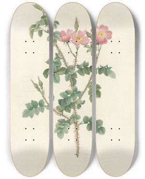 Triptych art skateboard deck of Pierre Joseph Redout Rosa Rubiginosa Aculeatissima by Pierre Joseph Redoute (1759-1840)