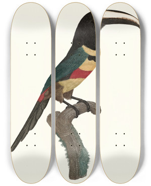 Triptych art skateboard deck of Jacques Barraband Laracari Double Ceinture by Jacques Barraband (1767-1809)