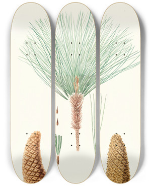 Triptych art skateboard deck of Aylmer Bourke Lambert Pinus Montezumae Roughbranched Mexican Pine by Aylmer Bourke Lambert (1761-1842)