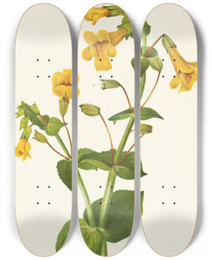 Triptych art skateboard deck of Mary Vaux Walcott Western Monkeyflower Mimulus Guttatus by Mary Vaux Walcott (1860-1940)