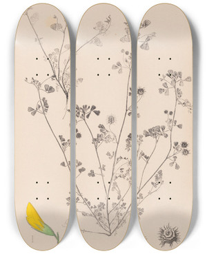 Triptych art skateboard deck of Louis Antoine Cusin Herbier De La Flore Franaise Pl0288 by Louis Antoine Cusin (1824-1901)