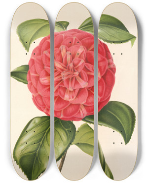 Triptych art skateboard deck of Charles Antoine Lemaire Camellia Francesco Burlamachi by Charles Antoine Lemaire (1800-1871)