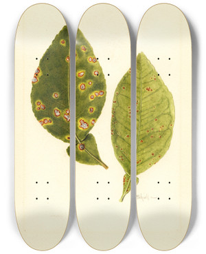Triptych art skateboard deck of James Marion Shull Citrus Paradisi_7 by James Marion Shull (1872-1948)