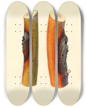 Triptych art skateboard deck of James Marion Shull Malus Domestica Jonathan by James Marion Shull (1872-1948)