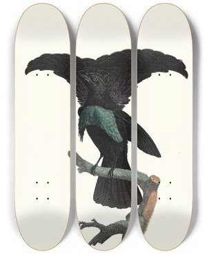 Triptych art skateboard deck of Jacques Barraband Le Superbe Dans Ltat Du Repos by Jacques Barraband (1767-1809)