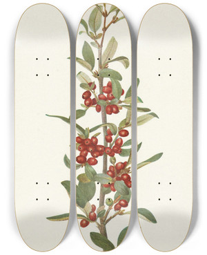 Triptych art skateboard deck of Mary Vaux Walcott Canada Buffaloberry Lepargyrea Canadensis by Mary Vaux Walcott (1860-1940)
