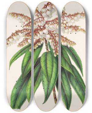 Triptych art skateboard deck of Charles Antoine Lemaire Andromeda Comarostaphylis Formosa by Charles Antoine Lemaire (1800-1871)