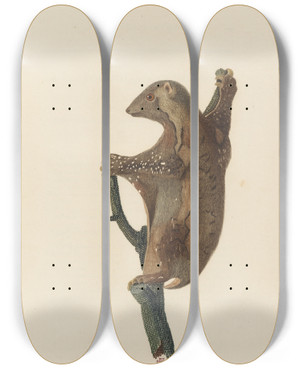 Triptych art skateboard deck of Jeanbaptiste Audebert Le Galopithque Varie by Jean-Baptiste Audebert (1759-1800)