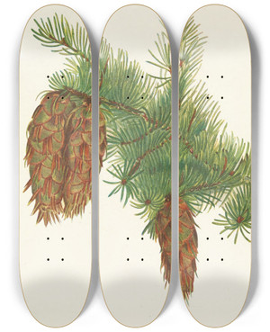 Triptych art skateboard deck of Mary Vaux Walcott Douglasfir Pseudotsuga Mucronata by Mary Vaux Walcott (1860-1940)