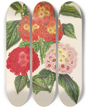 Triptych art skateboard deck of Charles Antoine Lemaire Lantanas Choix De by Charles Antoine Lemaire (1800-1871)