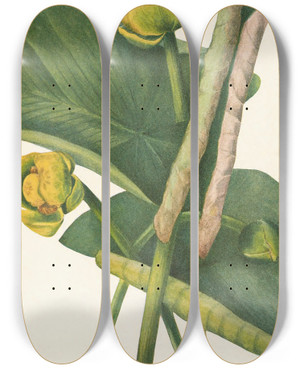 Triptych art skateboard deck of Mary Vaux Walcott Spatterdock Nymphaea Advena by Mary Vaux Walcott (1860-1940)