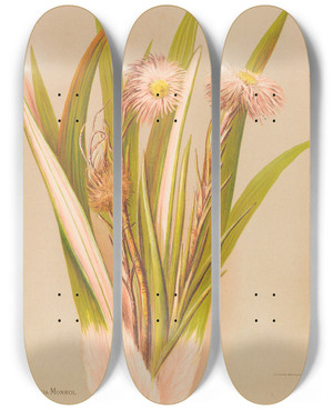 Triptych art skateboard deck of Georgina Burne Hetley Celmisia Monroi by Georgina Burne Hetley (1832-1898)
