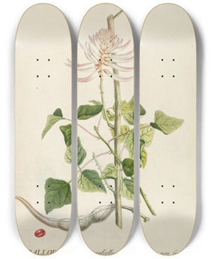 Triptych art skateboard deck of Georg Dionysius Ehret Corallodendron by Georg Dionysius Ehret (1708-1770)