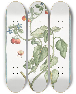Triptych art skateboard deck of Giorgio Bonelli Solanum Spinosum Indicum Borraginis Flore by Giorgio Bonelli (1742-1782)