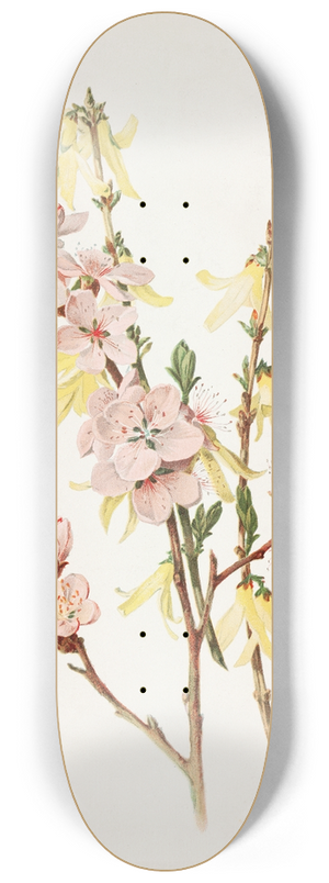 Alois Lunzer - Peach Blossoms and Forsythia 8.25 inch art skate deck