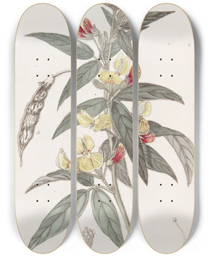 Triptych art skateboard deck of Sydenham Edwards Twocoloured Pigeon Pea by Sydenham Edwards (1768-1819)