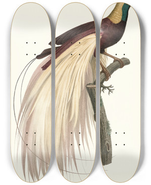 Triptych art skateboard deck of Jacques Barraband Le Grand Oiseau De Paradis Mraude Mle by Jacques Barraband (1767-1809)