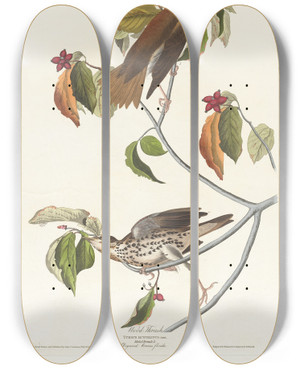 Triptych art skateboard deck of John James Audubon Wood Thrush by John James Audubon (1785-1851)