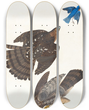 Triptych art skateboard deck of John James Audubon Stanley Hawk by John James Audubon (1785-1851)