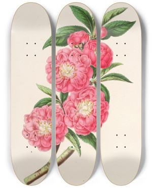 Triptych art skateboard deck of Charles Antoine Lemaire Amygdalus Persica Roaeflora by Charles Antoine Lemaire (1800-1871)