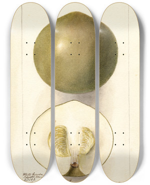 Triptych art skateboard deck of Deborah Griscom Passmore Casimiroa Edulis Zapota Blanco by Deborah Griscom Passmore (1840-1911)