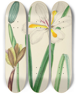 Triptych art skateboard deck of Illtyd Buller Poleevans Moraea Iridioides by Illtyd Buller Pole-Evans (1879-1968)