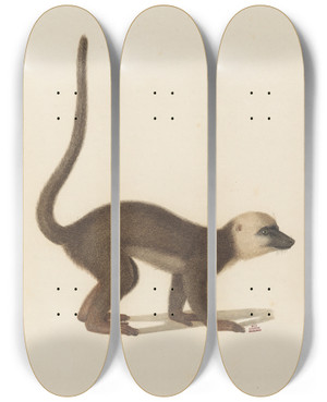 Triptych art skateboard deck of Jeanbaptiste Audebert Le Maki Front Blanc by Jean-Baptiste Audebert (1759-1800)