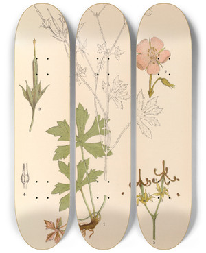 Triptych art skateboard deck of Charles Frederick Millspaugh Medicinal Plants Pl125 by Charles Frederick Millspaugh (1854-1923)