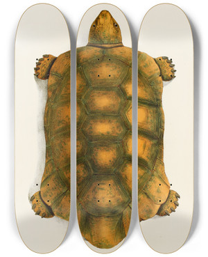 Triptych art skateboard deck of Johann Baptist Von Spix Testudo Hercules by Johann Baptist Von Spix (1781-1826)