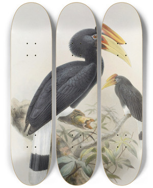 Triptych art skateboard deck of Daniel Giraud Elliot Buceros Sylvestris by Daniel Giraud Elliot (1835-1915)