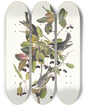 Triptych art skateboard deck of John James Audubon Blackpoll Warbler by John James Audubon (1785-1851)