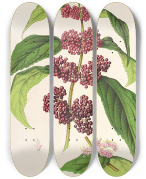 Triptych art skateboard deck of Charles Antoine Lemaire Callicarpa Purpurea by Charles Antoine Lemaire (1800-1871)
