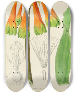 Triptych art skateboard deck of Illtyd Buller Poleevans Cyrtanthus Obliquus by Illtyd Buller Pole-Evans (1879-1968)