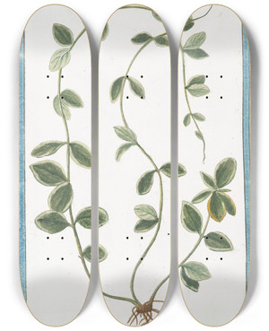 Triptych art skateboard deck of Giorgio Bonelli Pervinca Angustifolia Variegata Pervenche Periwinkle by Giorgio Bonelli (1742-1782)