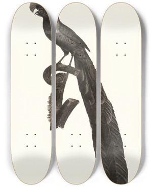 Triptych art skateboard deck of Jacques Barraband La Pie De Paradis Ou Lincomparabale Mle by Jacques Barraband (1767-1809)