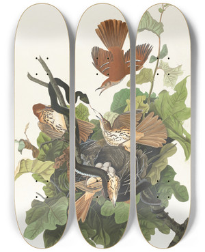 Triptych art skateboard deck of John James Audubon Ferruginous Thrush by John James Audubon (1785-1851)
