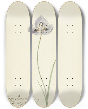 Triptych art skateboard deck of Cornelis Van Noorde Iris_2 by Cornelis Van Noorde (1731-1795)