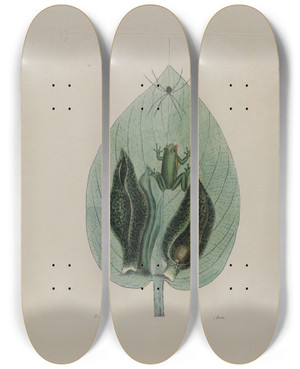 Triptych art skateboard deck of Mark Catesby Tree Frog by Mark Catesby (1683-1749)