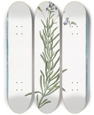 Triptych art skateboard deck of Giorgio Bonelli Linaria Arvensis Crulea Linaire Blue Corn Toadflax by Giorgio Bonelli (1742-1782)